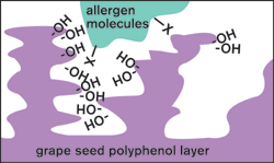 Image of allergen neutralization through grape polyphenol