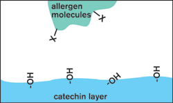 Image of allergen neutralization through catechin